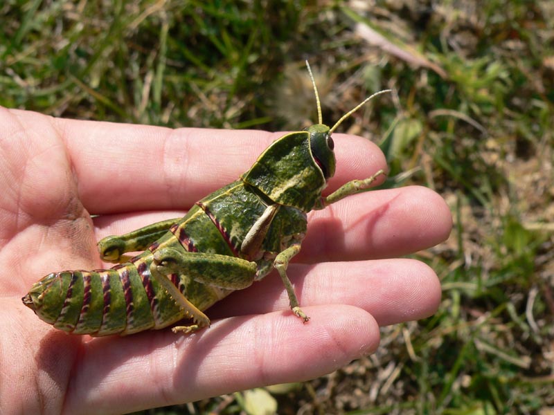 Pamphagus marmoratus